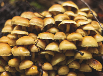 Big group of flammulina velutipes mushrooms growing next to dead tree trunk in forest