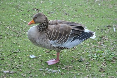 Bird on grassy field