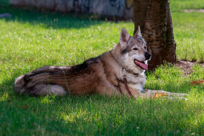 Lion relaxing in a field
