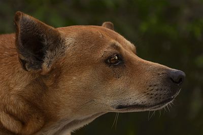 Close-up of a dog looking away