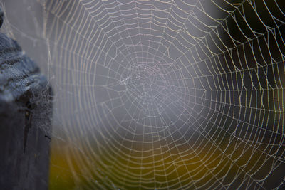 Close-up of spider web