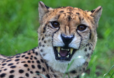 Close-up portrait of cheetah