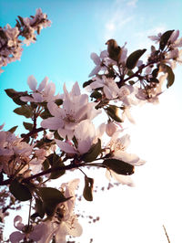 Low angle view of white flowers blooming on tree against sky