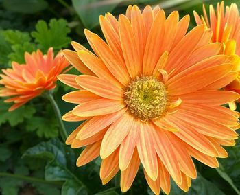 Close-up of orange flower