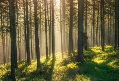 Pine trees in forest