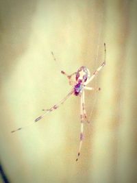 Close-up of spider on web