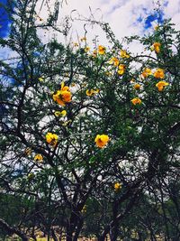 Low angle view of orange tree against sky