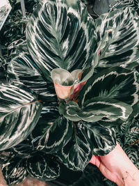 Close-up of hand on flowering plant