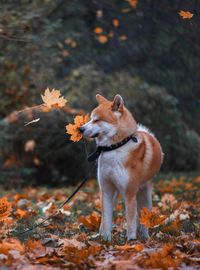 Beautiful akita-inu dog in autumn leaves park