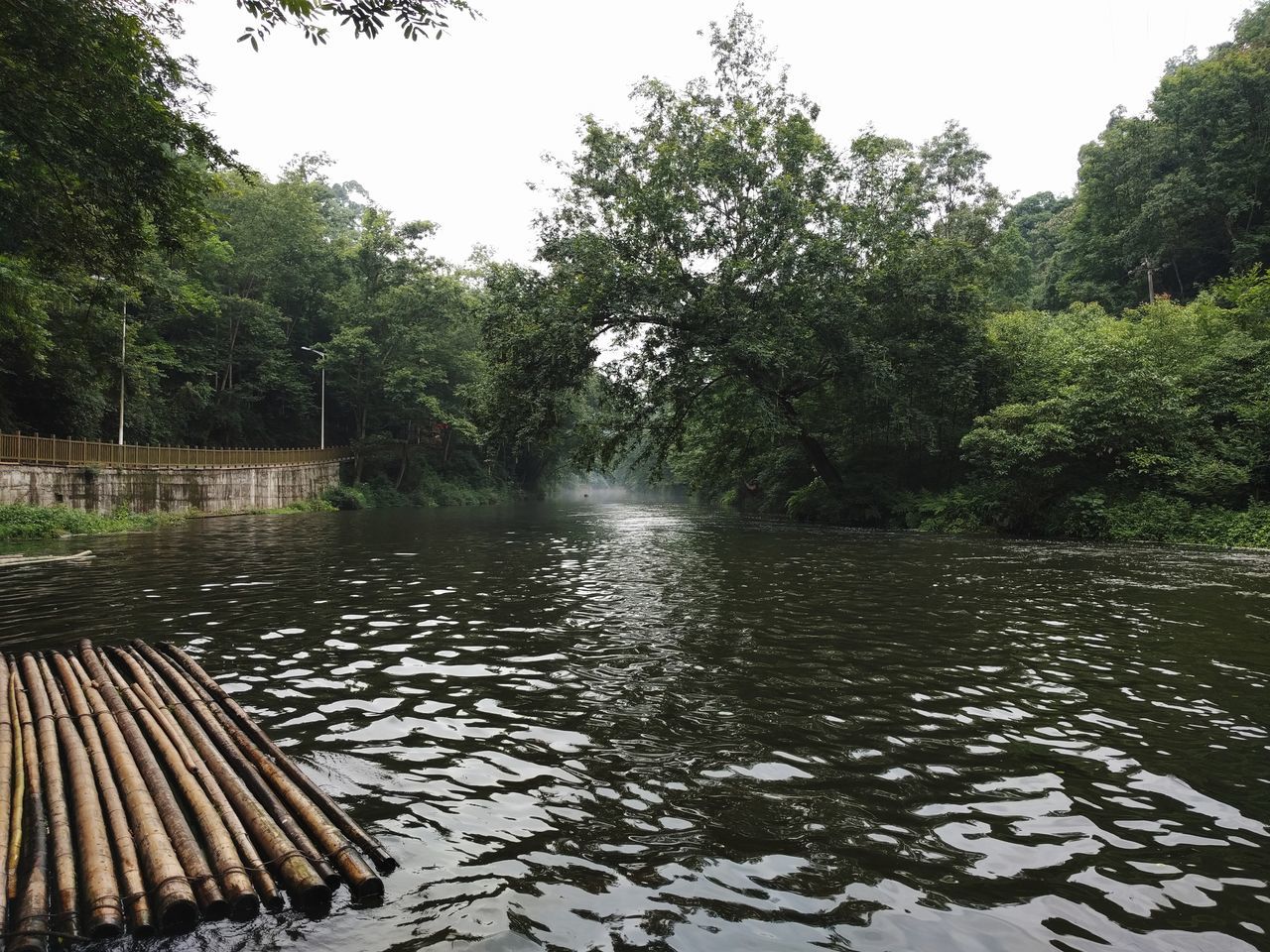 water, tree, no people, outdoors, day, nature, growth, scenics, beauty in nature, sky