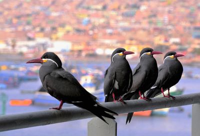 Birds perching on railing