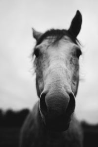 Close-up of horse standing outdoors