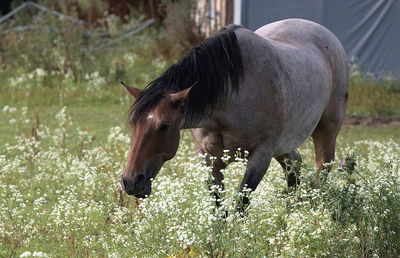 Horse standing on field