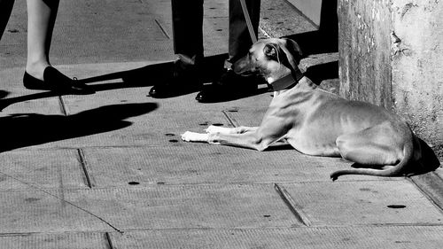 Dog looking at camera