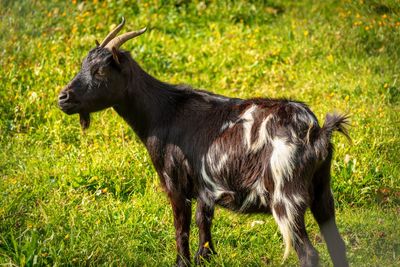 Goat in a field