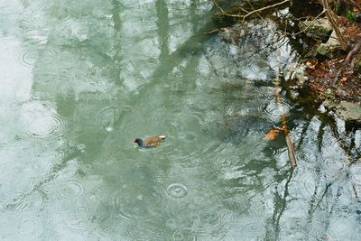 High angle view of ducks swimming in lake