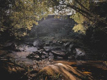 Stream flowing through rocks in forest