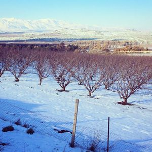 Snow covered landscape