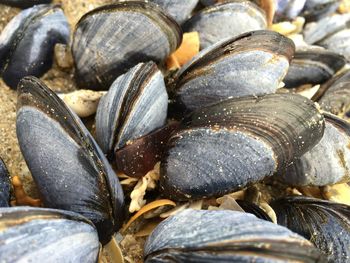 Full frame shot of mussles