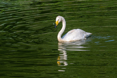 Swan swimming in a lake