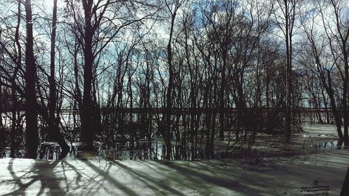 Bare trees on snow covered land