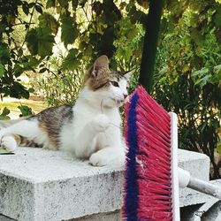 Cat sitting on retaining wall