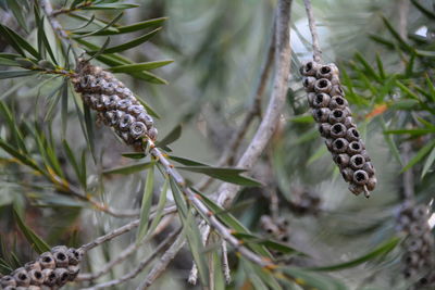 Close-up of plant