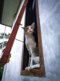 Cat looking away while sitting on window