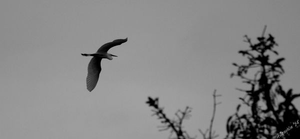 Low angle view of birds flying against clear sky