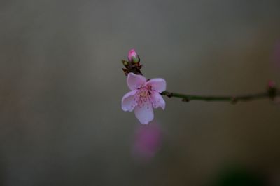 Close-up of pink cherry blossoms