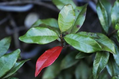 Close-up of red leaves