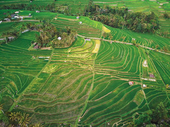 High angle view of agricultural field