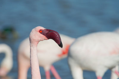 Close-up of bird