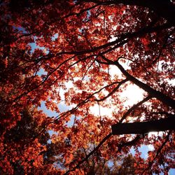 Low angle view of trees