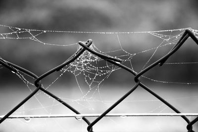 Close-up of spider web against fence