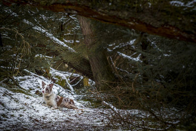 Portrait of cat sitting on tree