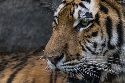 Close-up of tiger resting in zoo