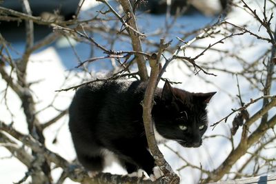 Close-up of cat against sky