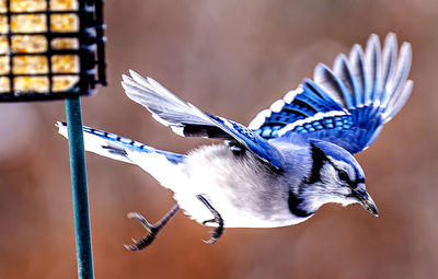 Bluejay flying away from a suet feeder