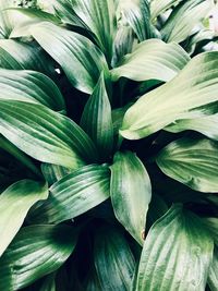 Full frame shot of leaves