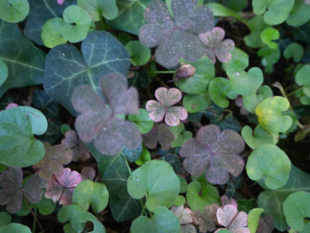 High angle view of purple flowering plant leaves