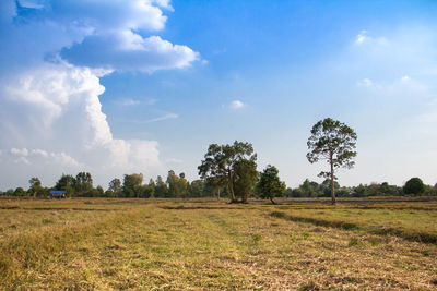 Trees on field against sky