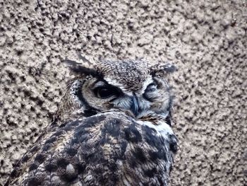 Close-up portrait of horned owl