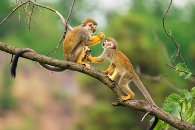 Monkeys on tree branch