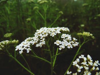 Close-up of white daisy blooming outdoors