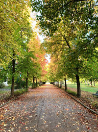 Footpath amidst trees in park during autumn