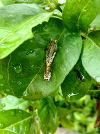 Close-up of insect on leaf