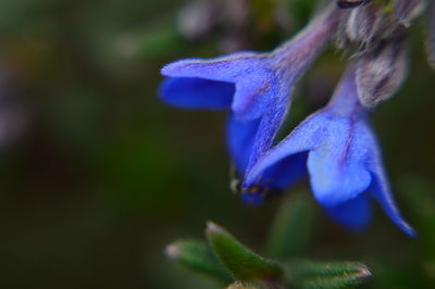 Close-up of blue flowers