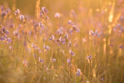 Close-up of purple flowering plants on field