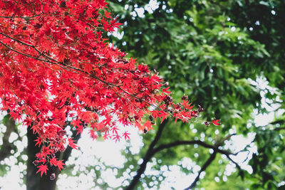 Low angle view of red flowering plant